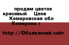 продам цветок красивый) › Цена ­ 3 000 - Кемеровская обл., Кемерово г.  »    